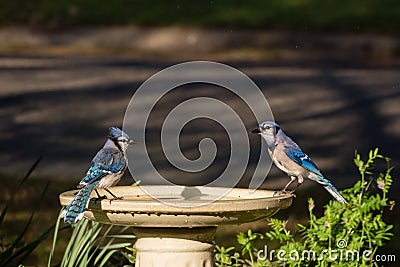 Blue Jay Couple on Birdbath on Sunny Afternoon Stock Photo
