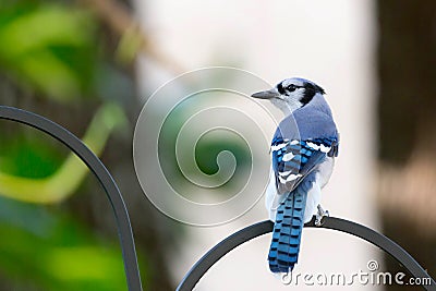 Blue Jay perched on a bird feeder Stock Photo