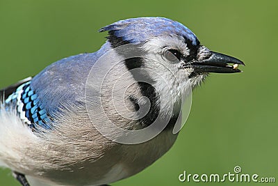 Blue Jay Eating Peanuts Stock Photo