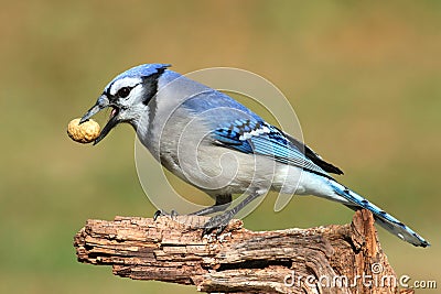 Blue Jay Eating Peanuts Stock Photo