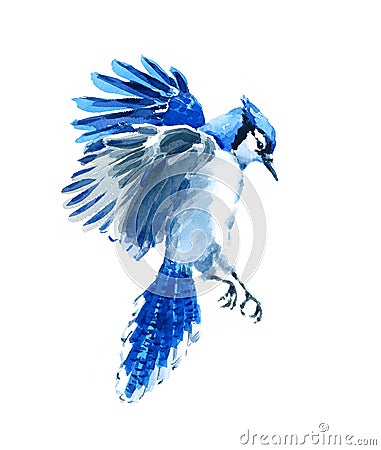 Blue Jay flying Watercolor Bird Illustration Hand Drawn Cartoon Illustration