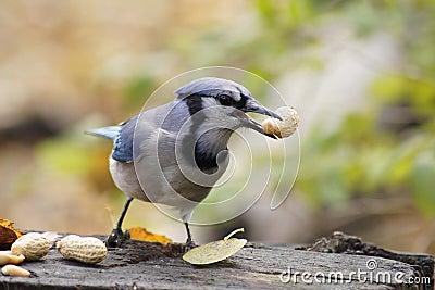 Blue jay with his lunch, a peanut in his beak. Stock Photo