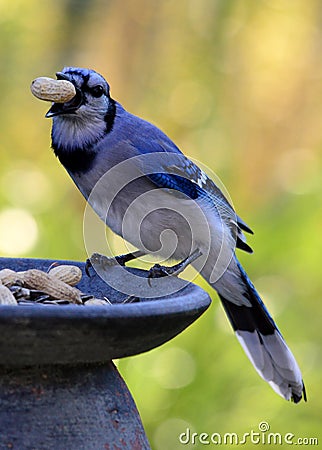 Blue Jay and the Peanut Stock Photo