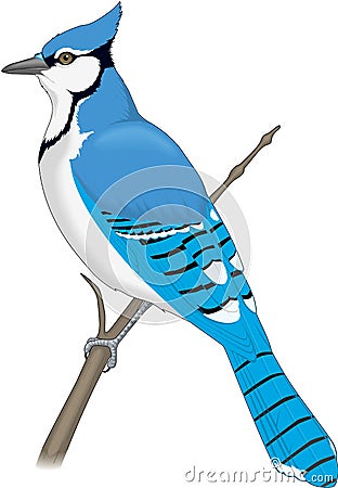 Blue Jay Perched on a Branch Illustration Vector Illustration