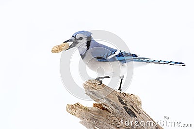 Blue jay on perched on a branch with peanut Stock Photo