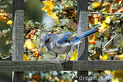 Blue Jay Perched on Fence Stock Photo