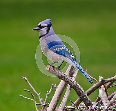 Blue Jay Perched on Tree Branches Stock Photo