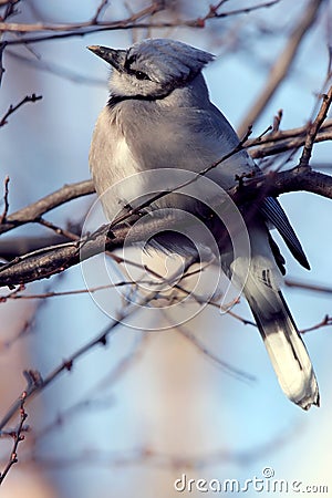 Blue Jay Perched on Tree Limb Stock Photo