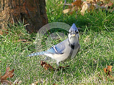 Blue Jay with a Piece of Corn in its Mouth Stock Photo