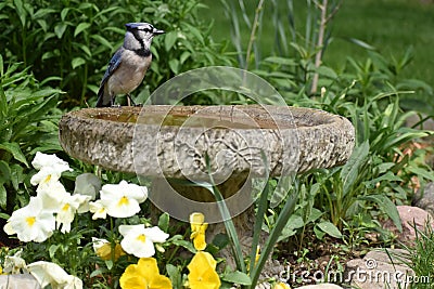 Blue Jay C. cristata sitting on birdbath Stock Photo