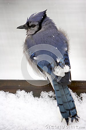 Blue Jay in the Snow Stock Photo