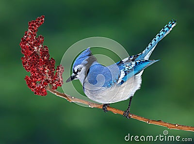 Blue Jay on Sumac Stock Photo