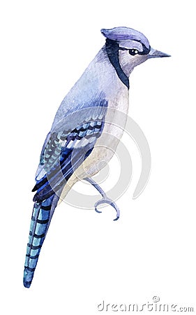 Blue jay on a white background. Cartoon Illustration