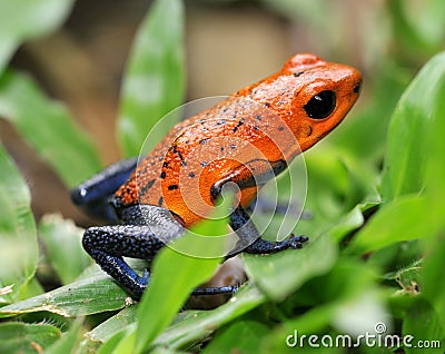 Blue jeans or strawberry poison dart frog Stock Photo