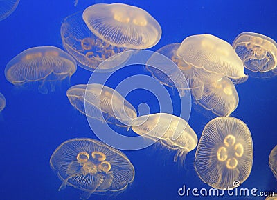 Blue jelly fish Stock Photo