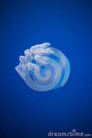 Blue jellyfish floating Stock Photo