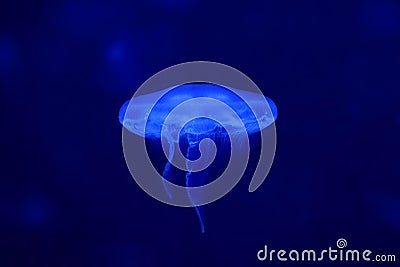 Blue jellyfish in the ocean Stock Photo