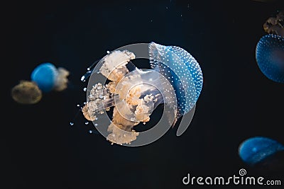 Blue jellyfish swimming in an aquarium tank environment Stock Photo