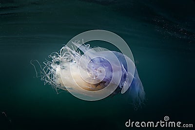 Cyanea lamarckii, blue jellyfish, bluefire jellyfish Stock Photo