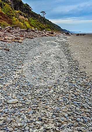 Blue jellyfish VELELLA sp., taken ashore by storm, on the shores of the Pacific Ocean in Olympic National Park, Washington Stock Photo