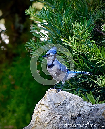 Blue Jey Stock Photo