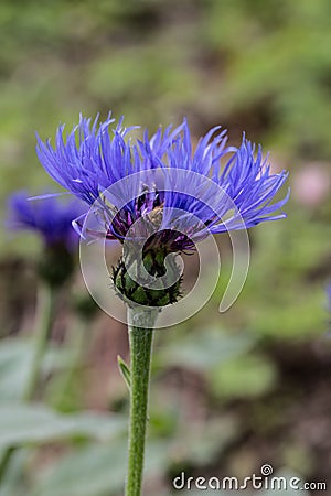 Blue knapweed, flowering Stock Photo