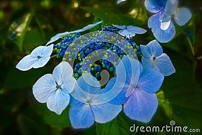 Blue Lace cap Hydrangea Stock Photo