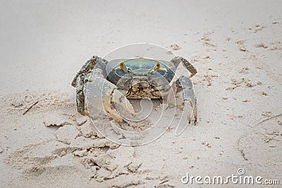 Blue Land Crab Stock Photo