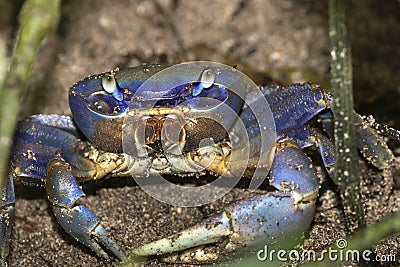 Blue Land Crab Stock Photo
