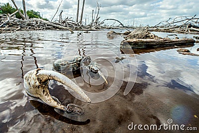 Blue Land Crab (Cardisoma Guanhumi) Mangrove Land Crab l Stock Photo