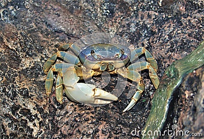 Blue Land Crab Cardisoma Guanhumi Stock Photo