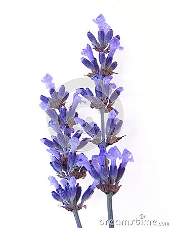 Blue lavender Stock Photo