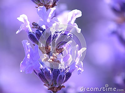 Blue lavender Stock Photo