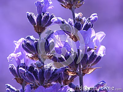 Blue lavender Stock Photo