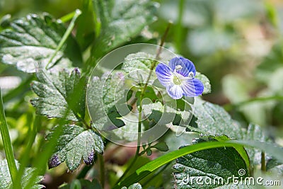 Blue lawn weed flower Stock Photo