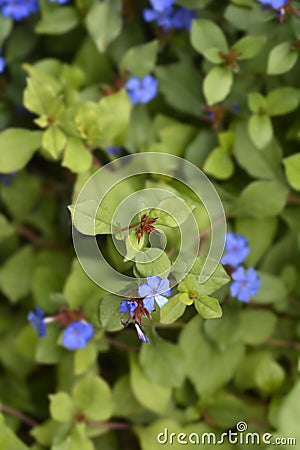 Blue Leadwort Stock Photo