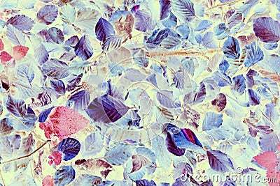 Blue leaf pattern Stock Photo