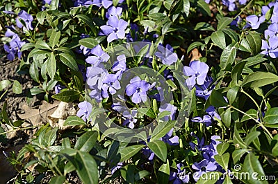 Blue lesser perwinkle in spring park Stock Photo