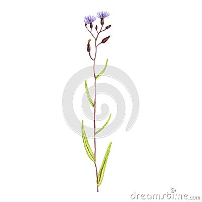 Blue lettuce flower, drawing by colored pencils Cartoon Illustration