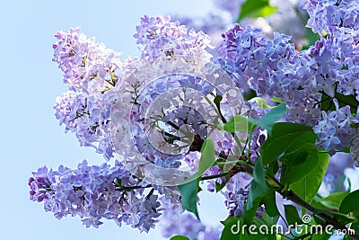 Blue lilac flowers Stock Photo