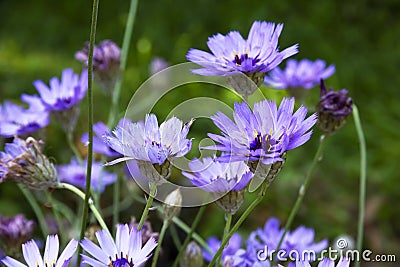 Blue and lilac flowers of Catananche Cupid`s dart Stock Photo