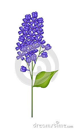 Blue Lilac or Syringa Vulgaris on White Background Vector Illustration