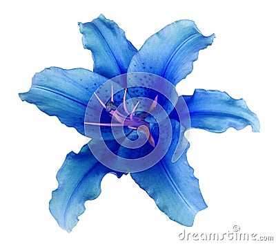 Blue lily flower on a white isolated background with clipping path no shadows. For design, texture, borders, frame, background Stock Photo