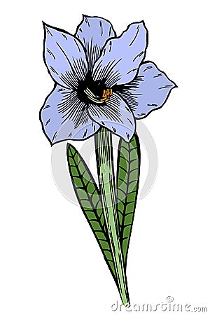 Blue Lily flowers. Vector Illustration