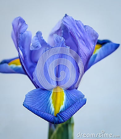 The Blue Lily Stock Photo