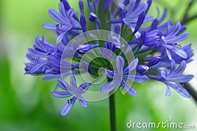 Blue lily of Madeira Stock Photo