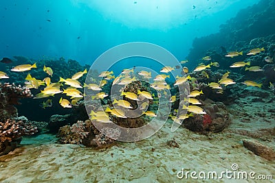 Blue-lined snappers in the Red Sea. Stock Photo