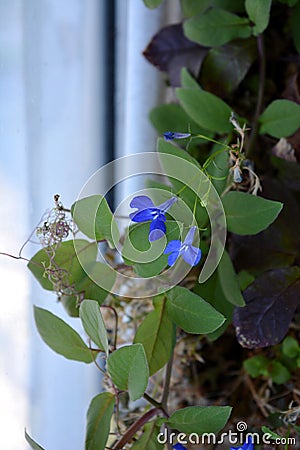 Blue lobelia flowers among green leaves of cobaea Stock Photo