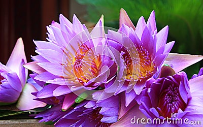 Blue Lotus Stock Photo