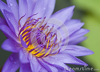 Blue lotus Stock Photo